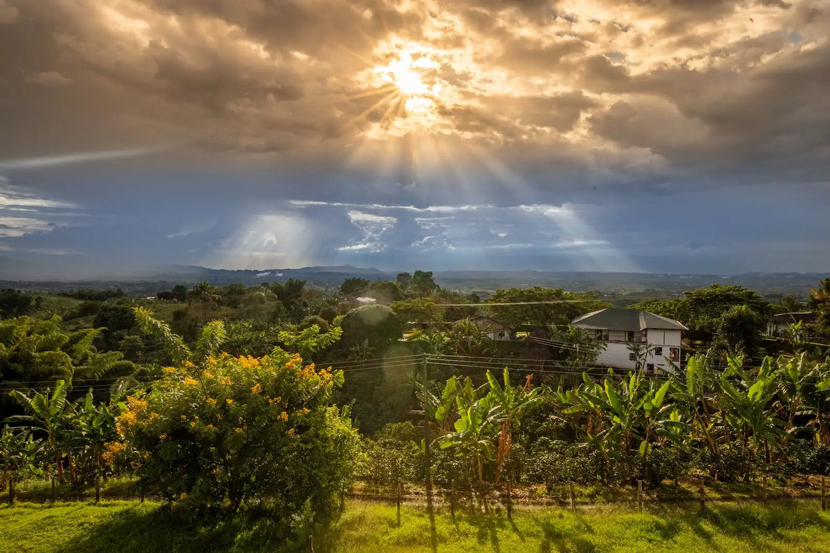 Sunlight over Colombian coffee country at Las Brisas
