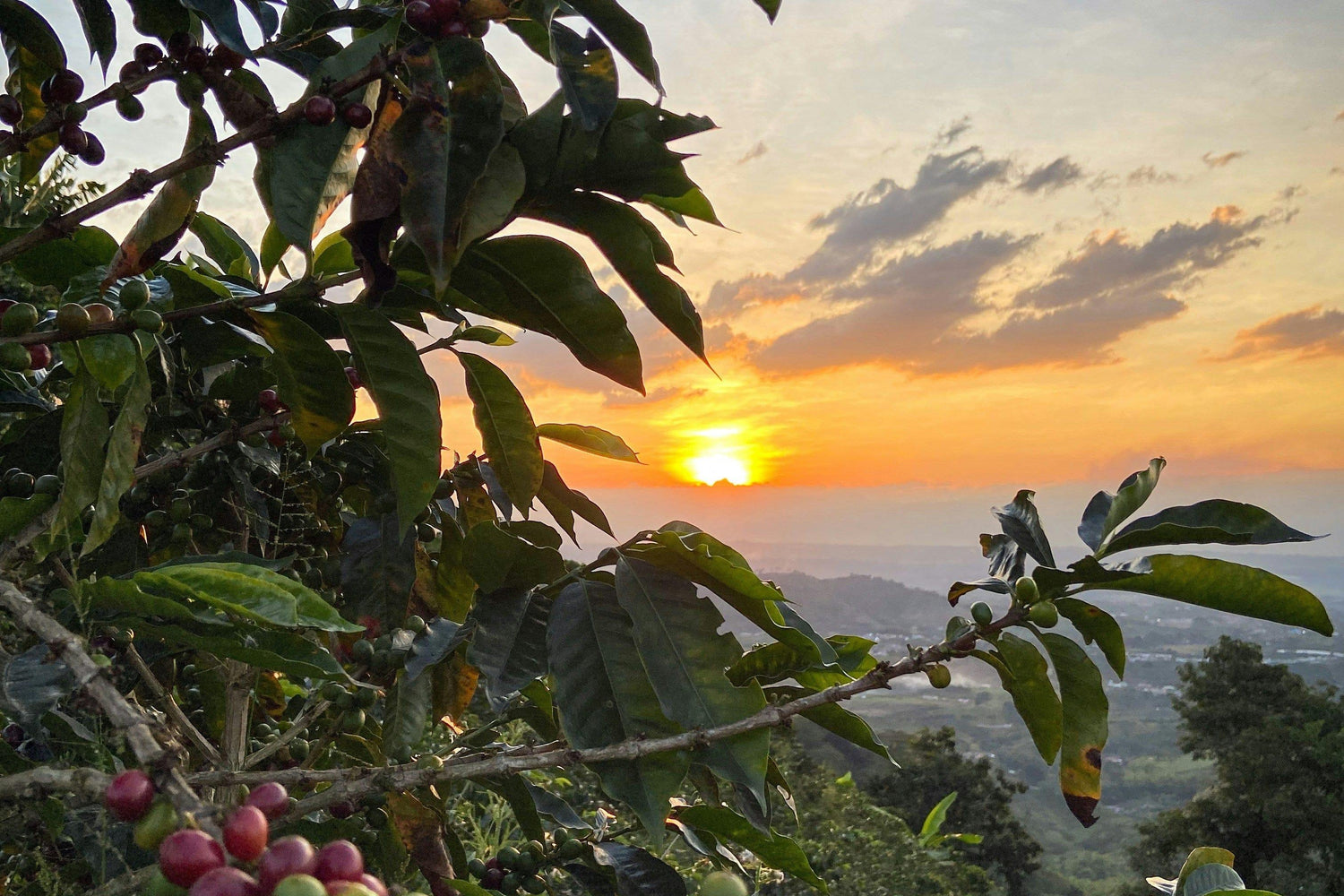 How Coffee Helps Replace Coca Crops In Colombia - Cocaine Coffee