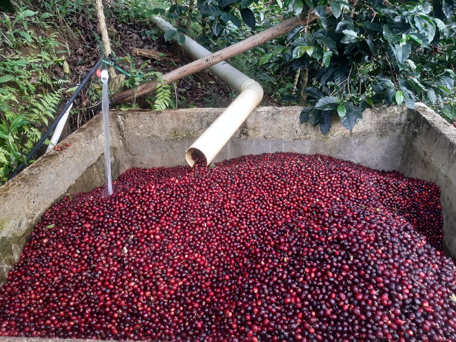 Pick Any Two Coffee Pair