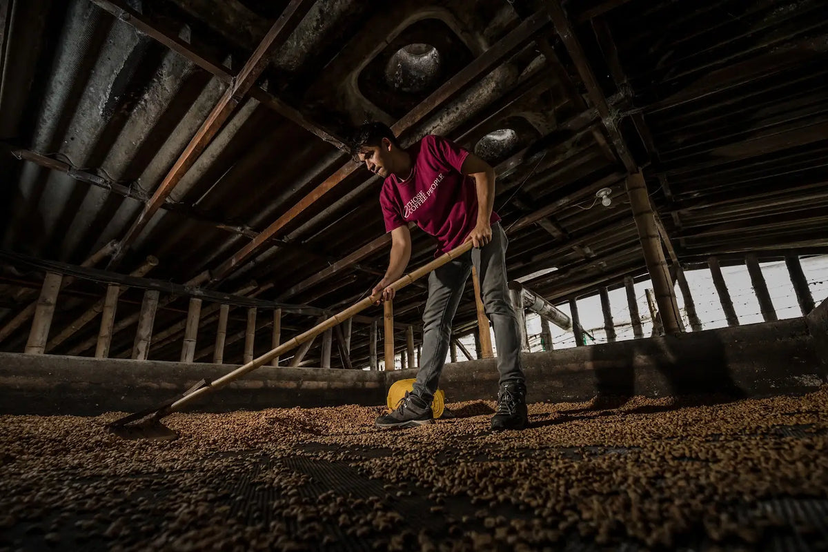 Coffee drying at Las Brisas, Colombia
