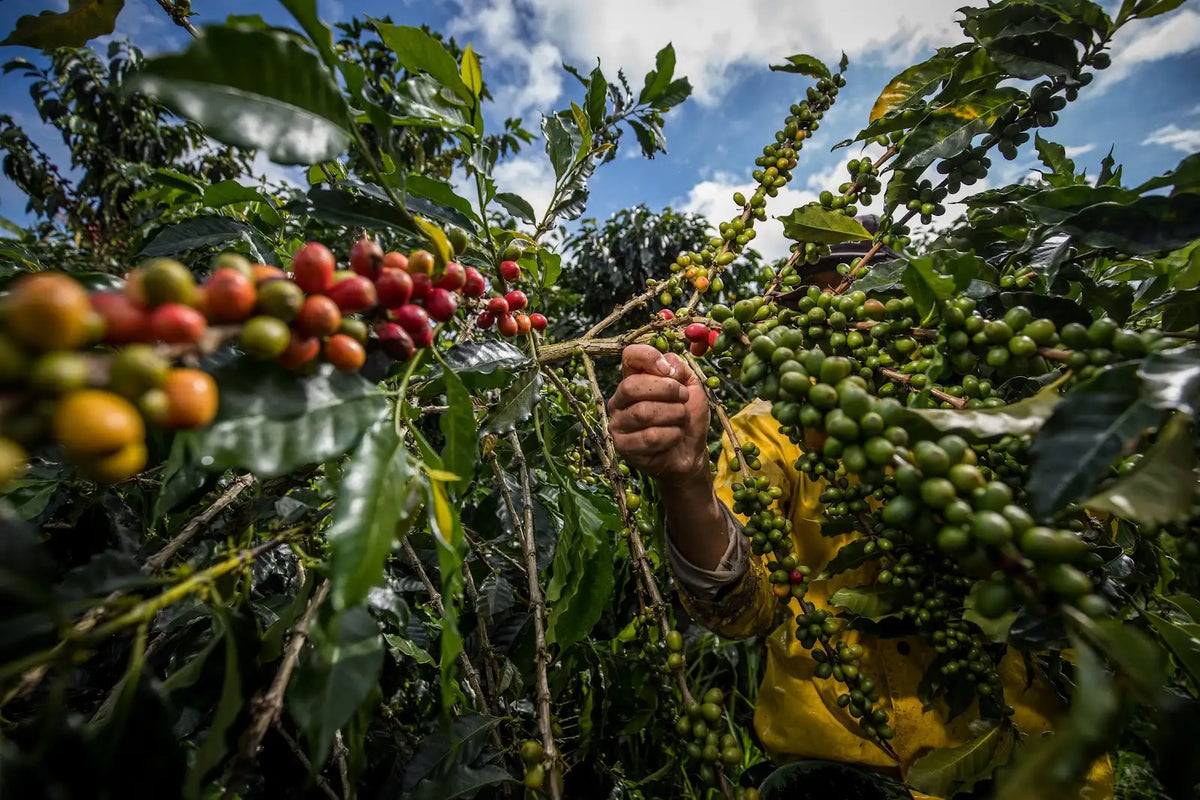 Coffee cherries being harvested at Las Brisas, Colombia