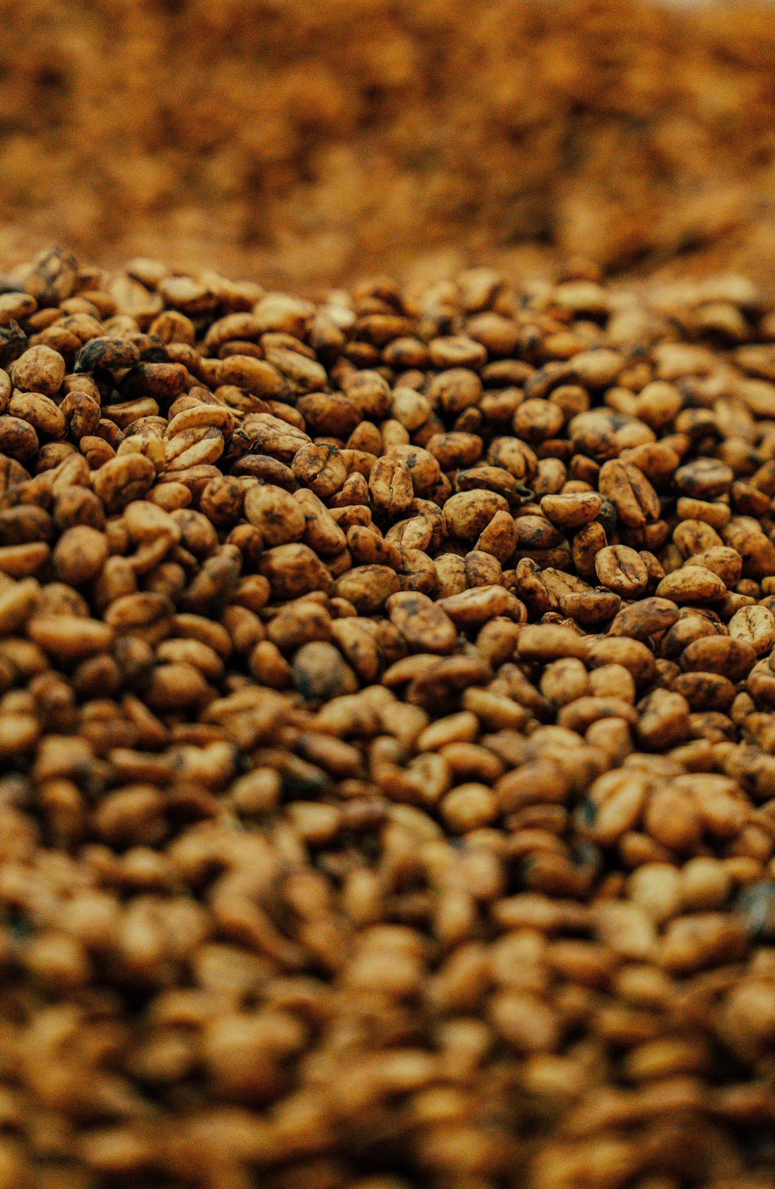 Yellow Honey coffee drying in its golden mucilage at Finca Los Cedros, Ebéjico.