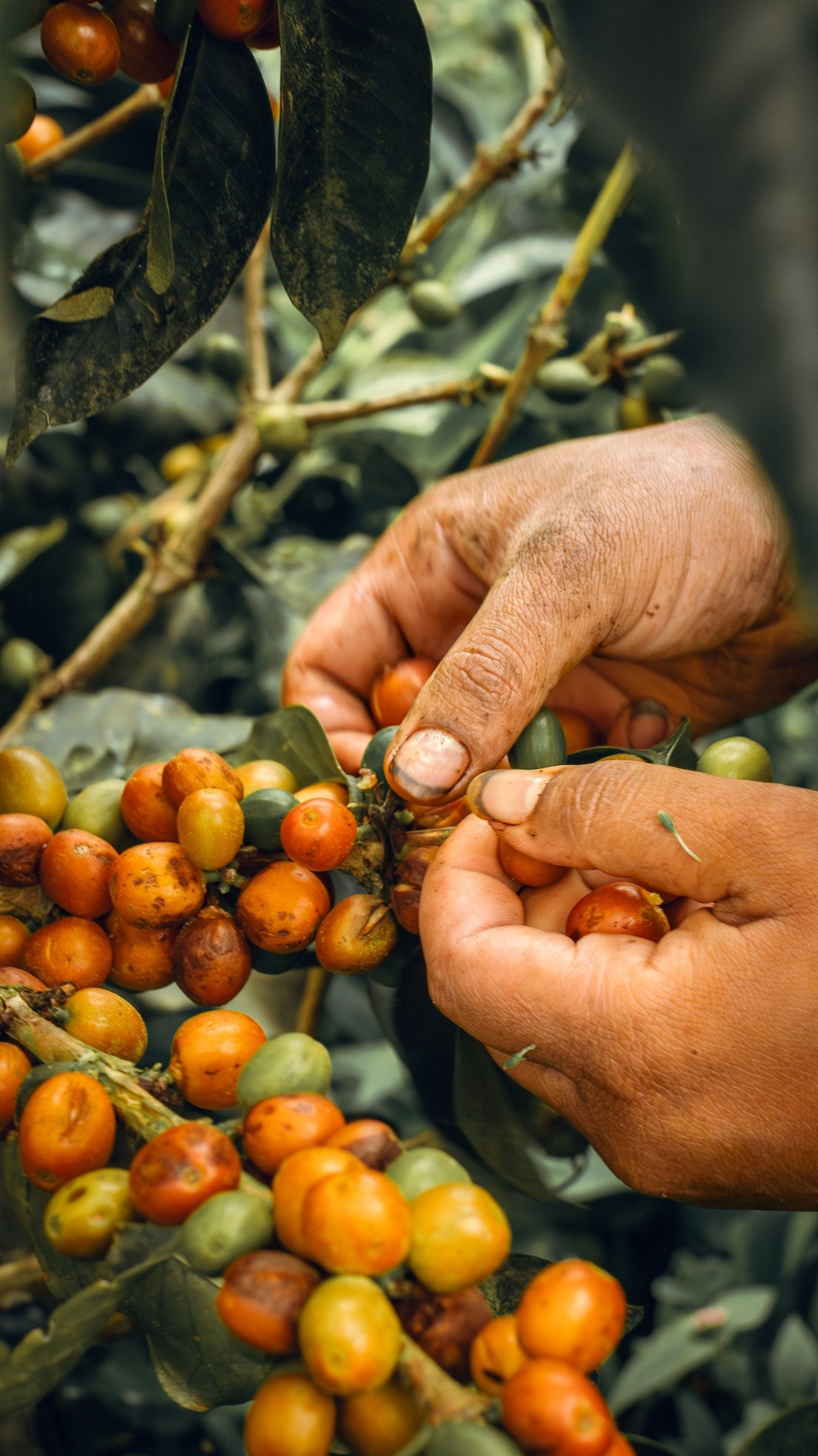 Hand-picking ripe cherries at Finca Los Cedros, Ebéjico, Antioquia, grown between 1,900 and 2,100 metres.